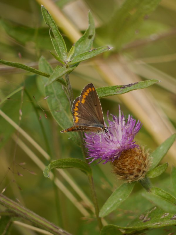 Bruin blauwtje
