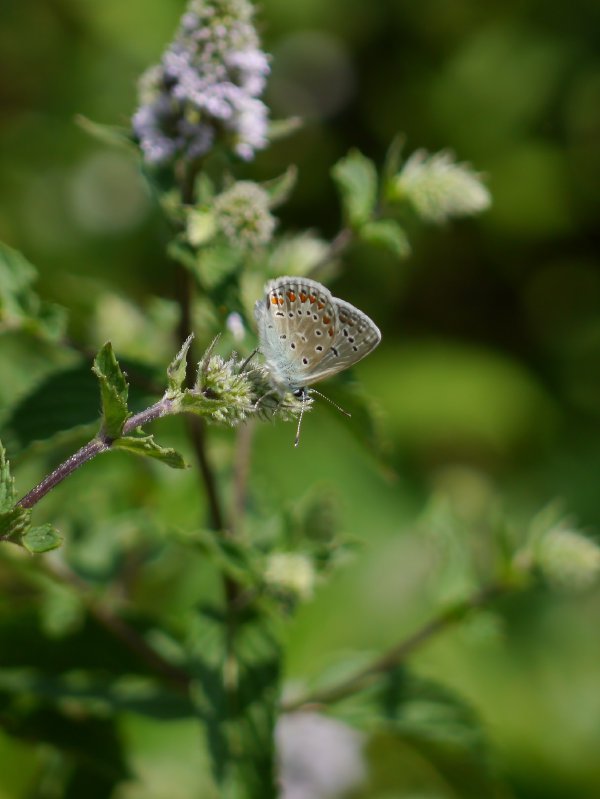 Icarusblauwtje