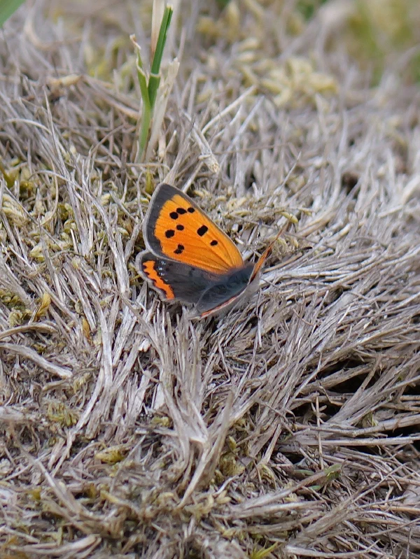Kleine vuurvlinder