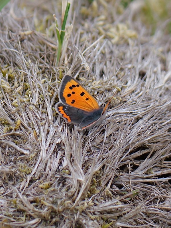Kleine vuurvlinder
