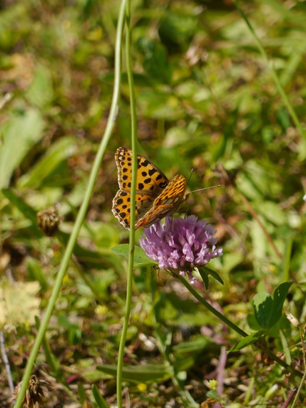 Kleine parelmoervlinder