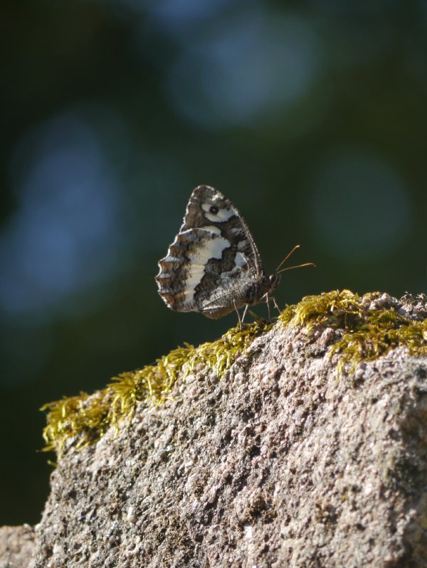 Witbandzandoog