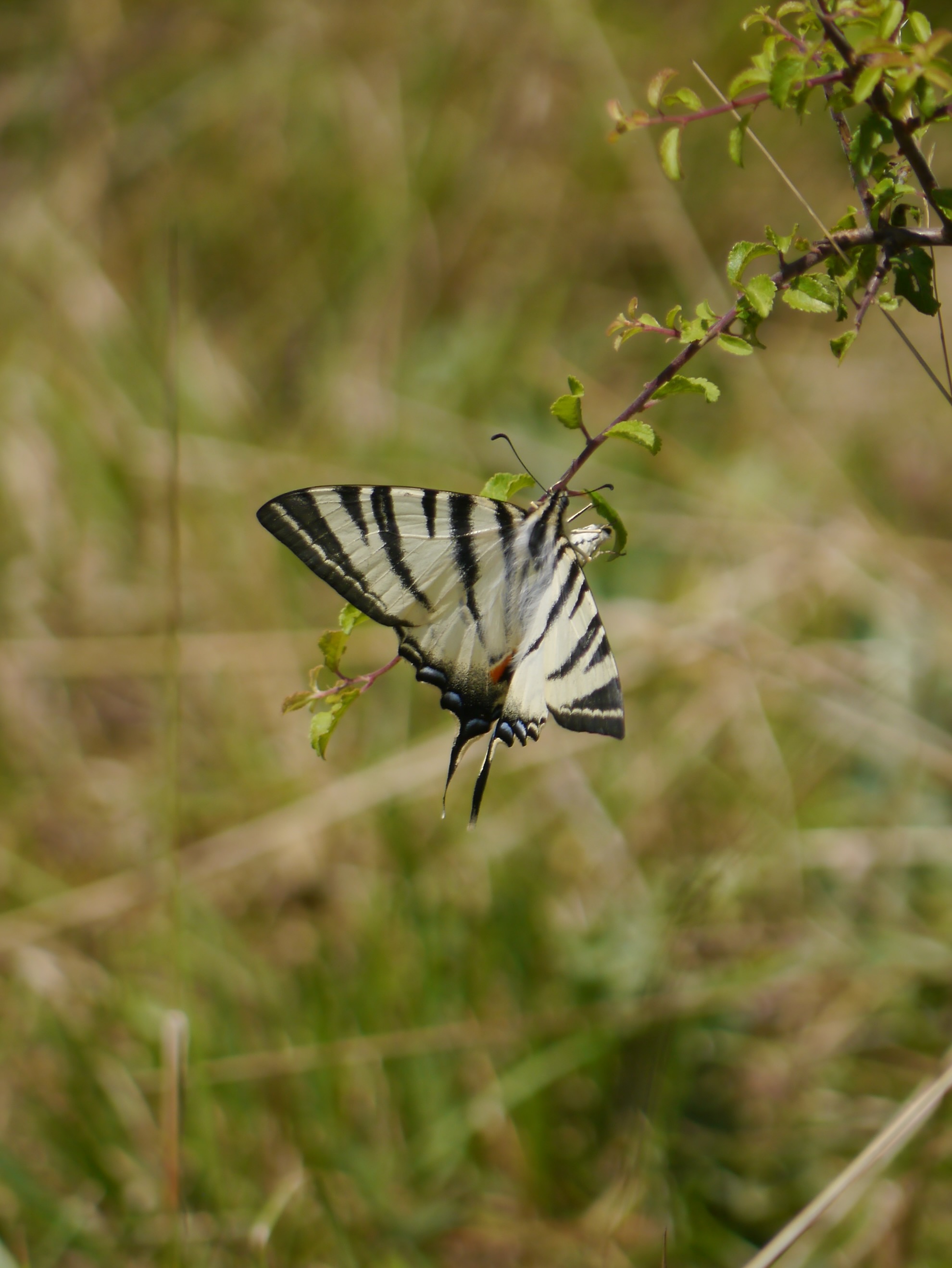 Papilionidae