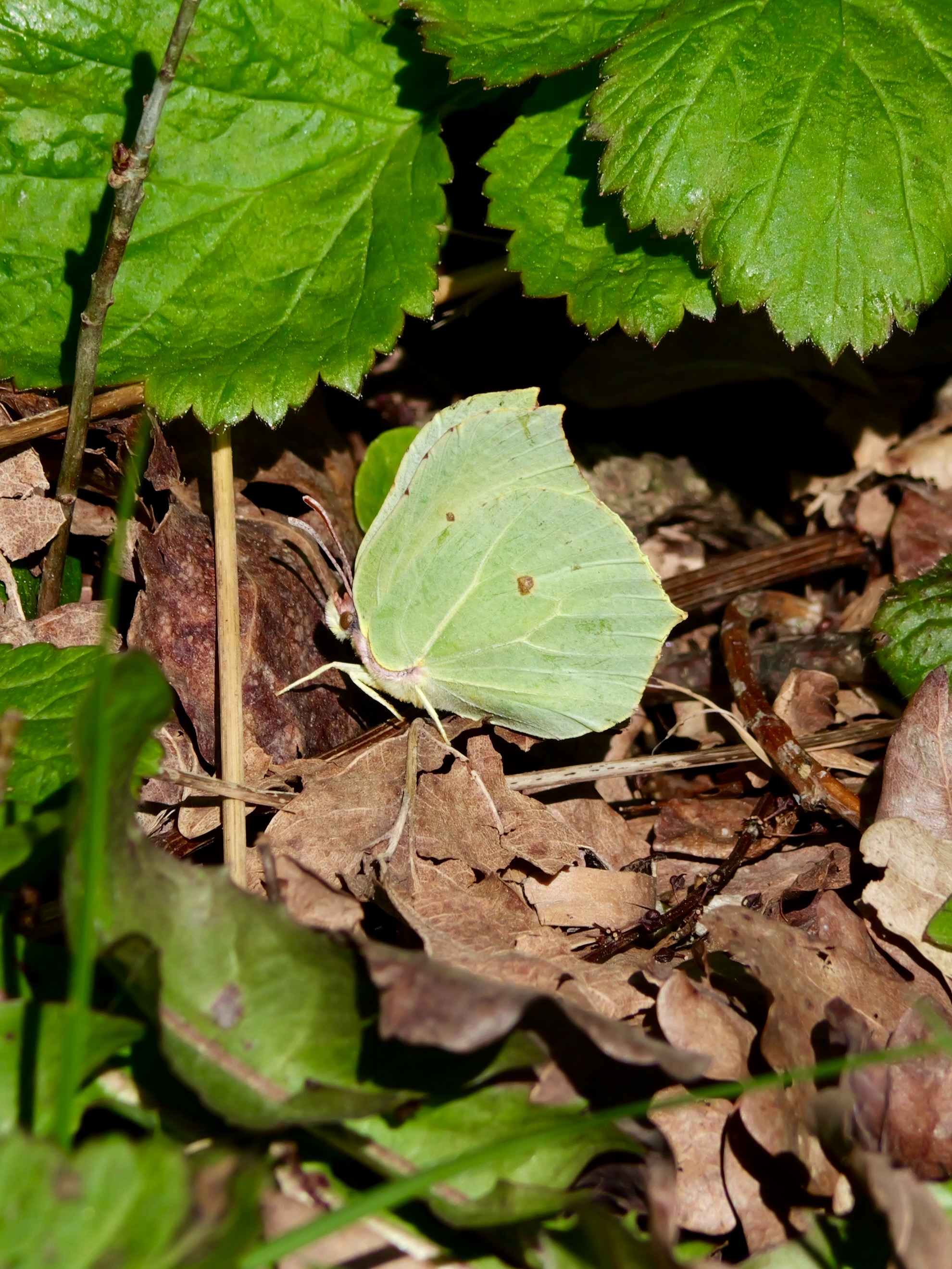 Pieridae