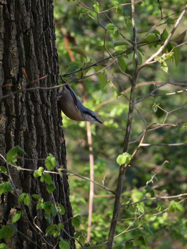 Boomklever