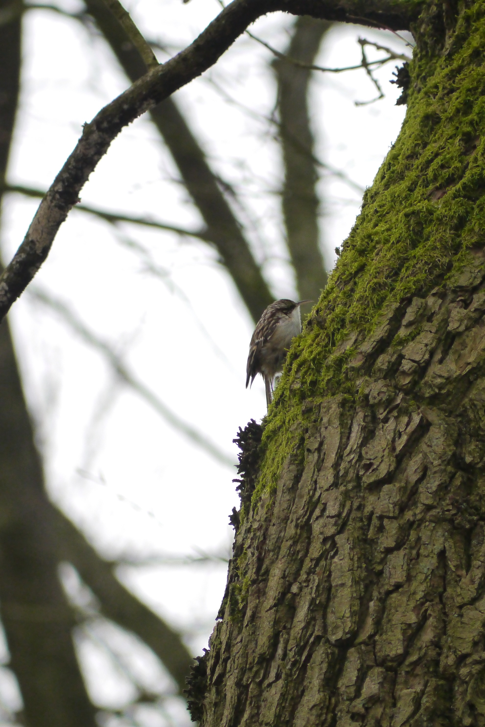 Boomkruipers