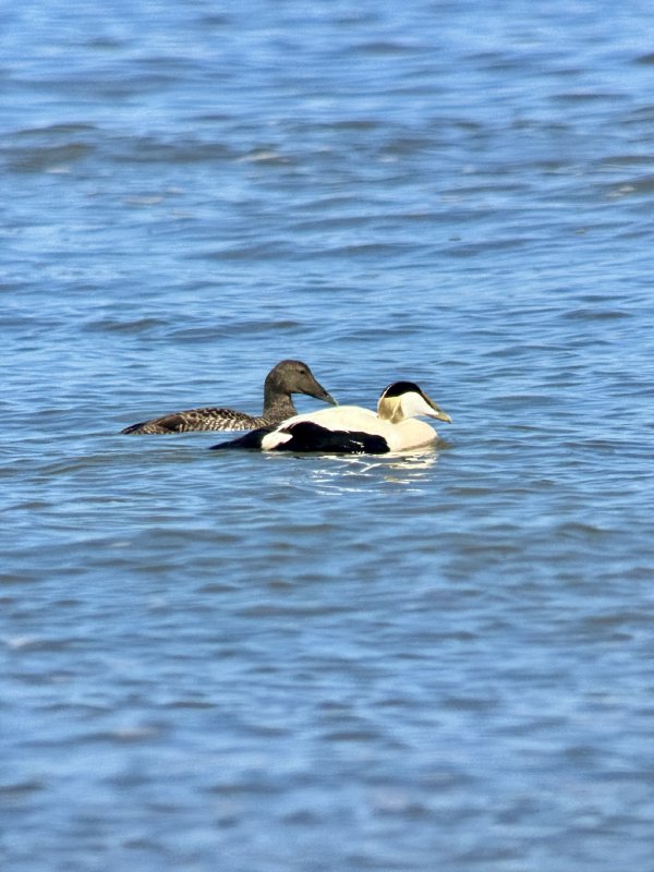 Eider