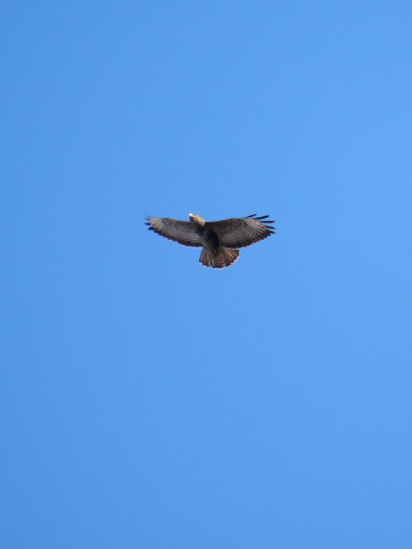 Buizerd