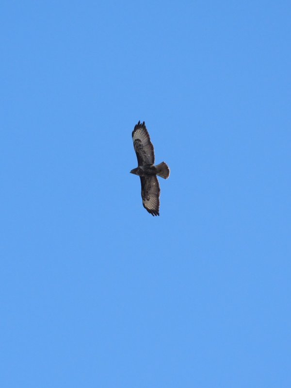 Buizerd