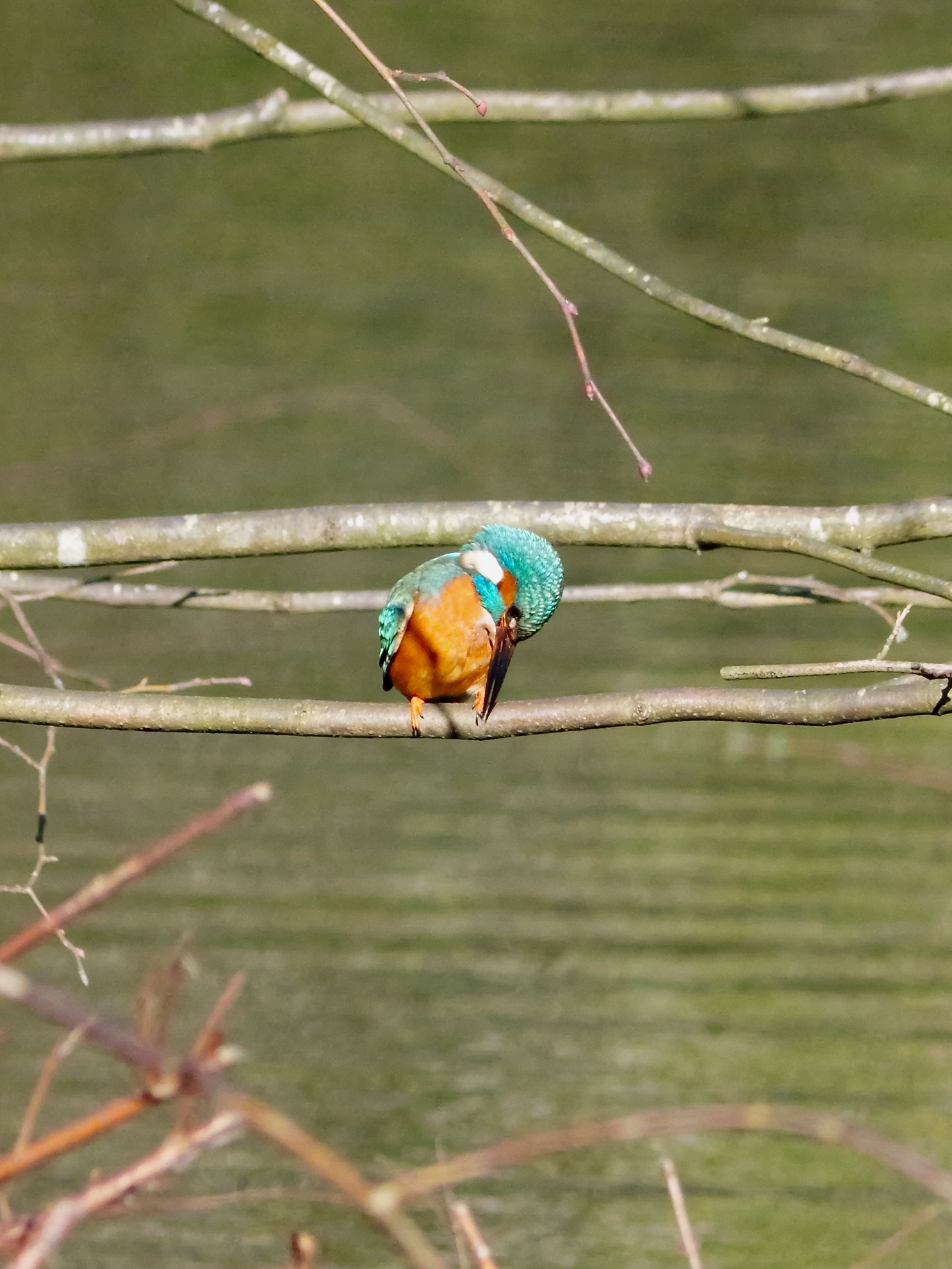 IJsvogels