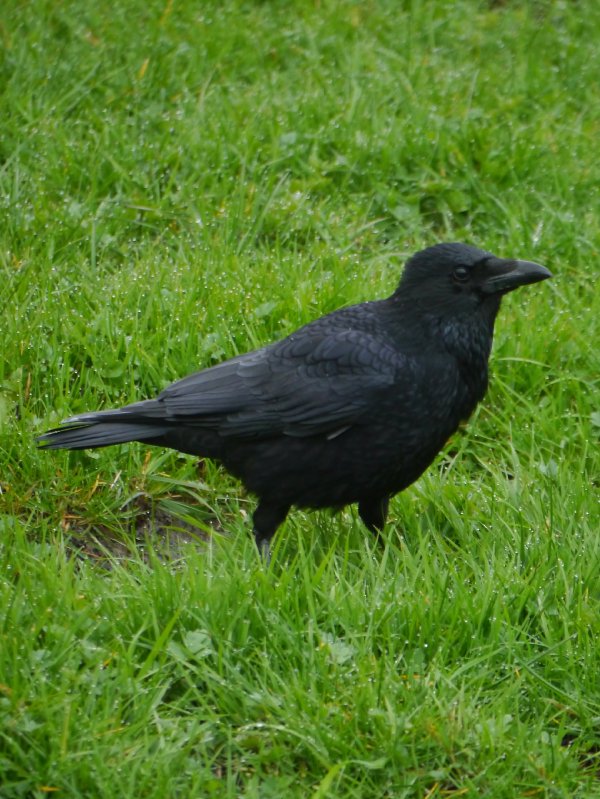 Zwarte kraai
