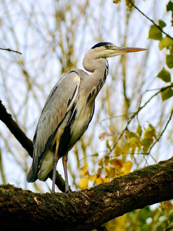 Blauwe reiger