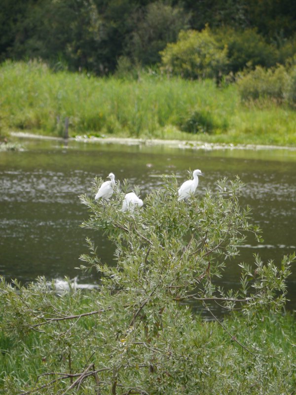 Koereiger
