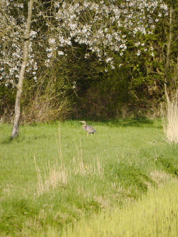Purperreiger