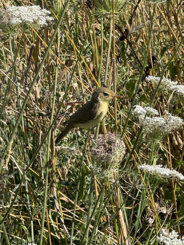 Orpheusspotvogel