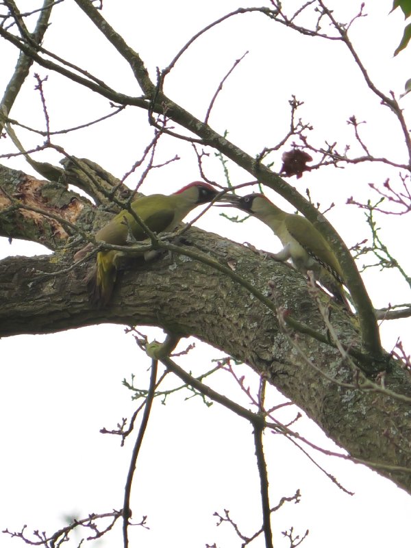 Groene specht