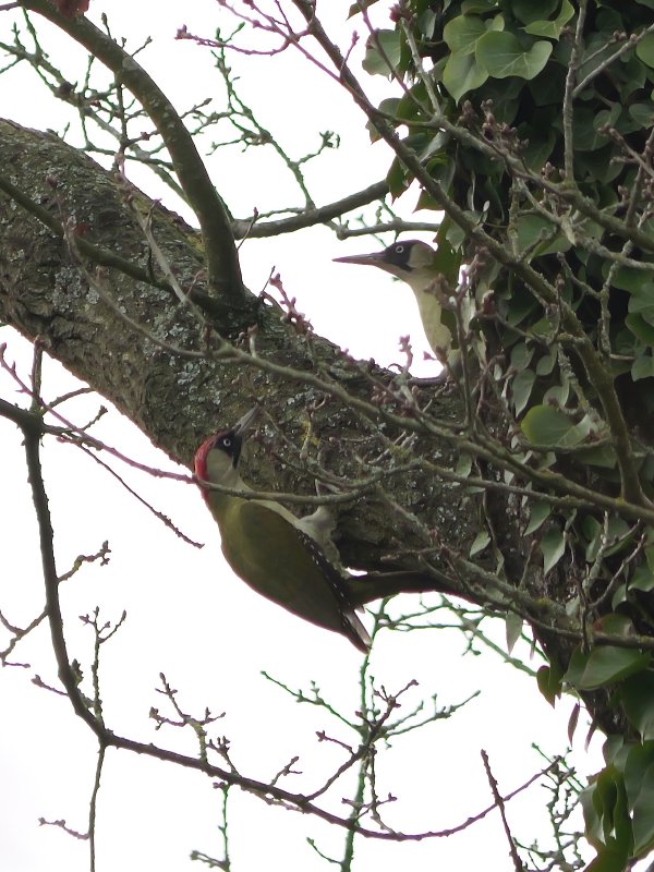 Groene specht