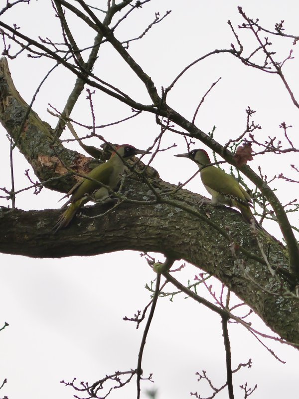 Groene specht