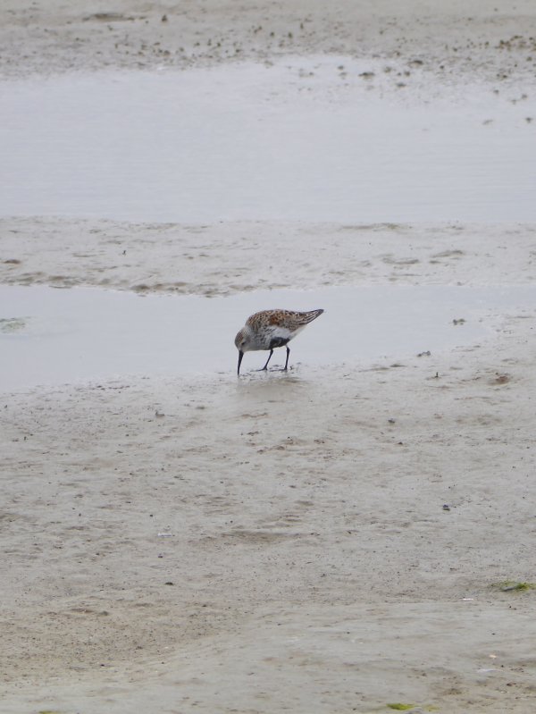 Bonte strandloper