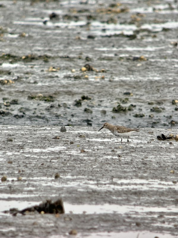 Bonte strandloper