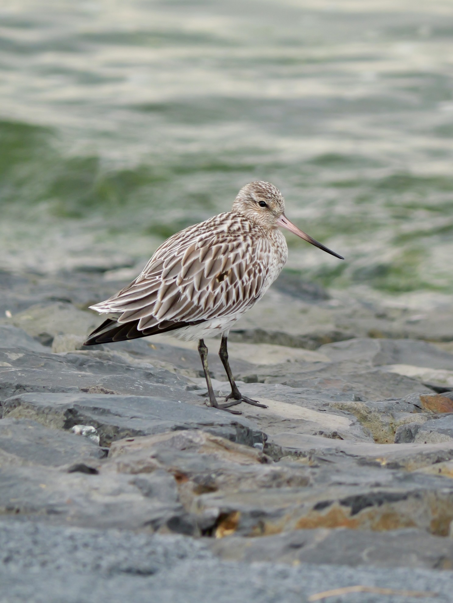 Strandlopers en snippen