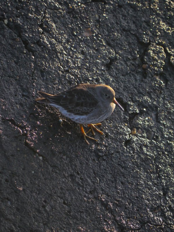 Paarse strandloper