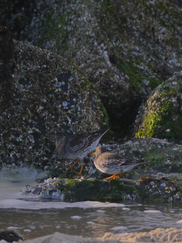 Paarse strandloper