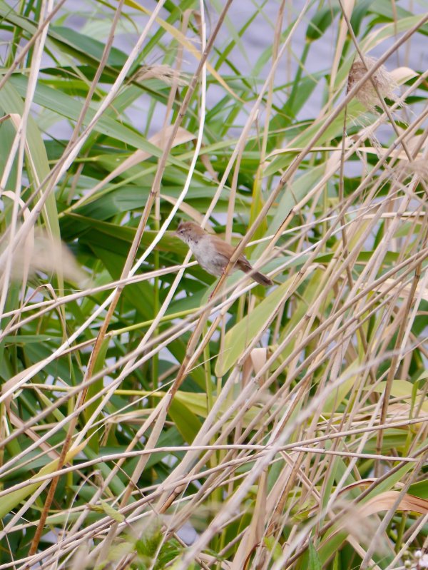 Cetti's zanger