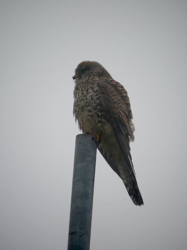 Torenvalk