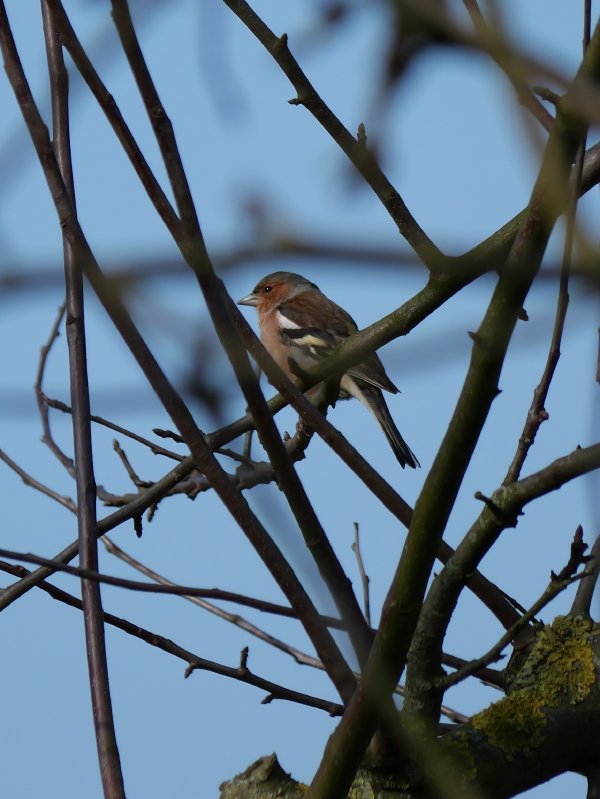 Vink