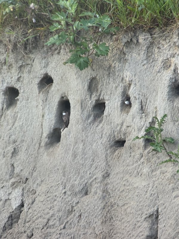 Oeverzwaluw