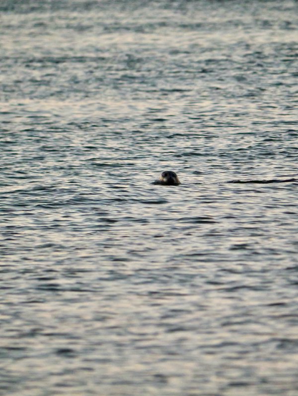 Gewone zeehond